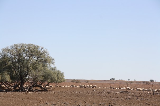 Sheep near Longreach, Queensland. Photo: Erle Levey, Sunshine Coast Newspapers