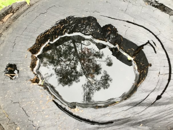 CARNARVON GORGE_1619